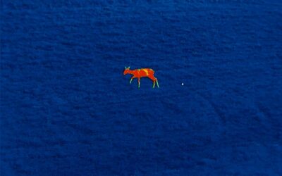 Tierbeobachtung mithilfe einer Nachtsichtkamera