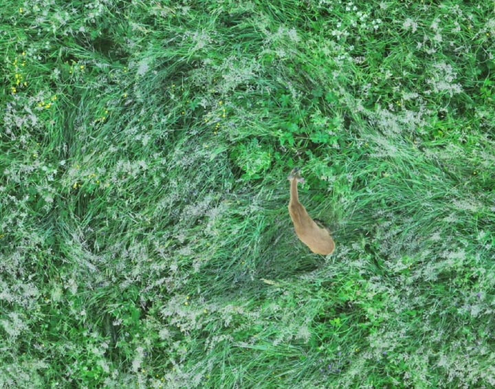 Drohne Wärmebildkamera