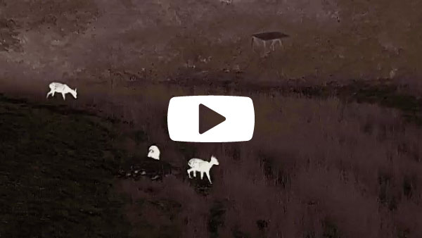 Liemke-Luchs-1_VideoTitelbild Liemke-Luchs-1_VideoTitelbild