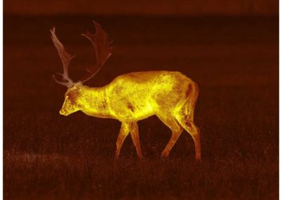 Aufnahme Pulsar Helion 2 XP50 PRO Sepia