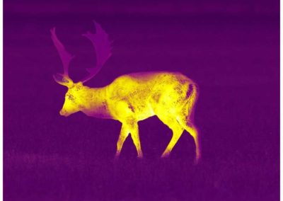 Aufnahme Pulsar Helion 2 XP50 PRO Violet