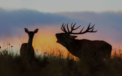 Lohnt es sich eine Wärmebildkamera mit Entfernungsmesser anzuschaffen oder nicht?